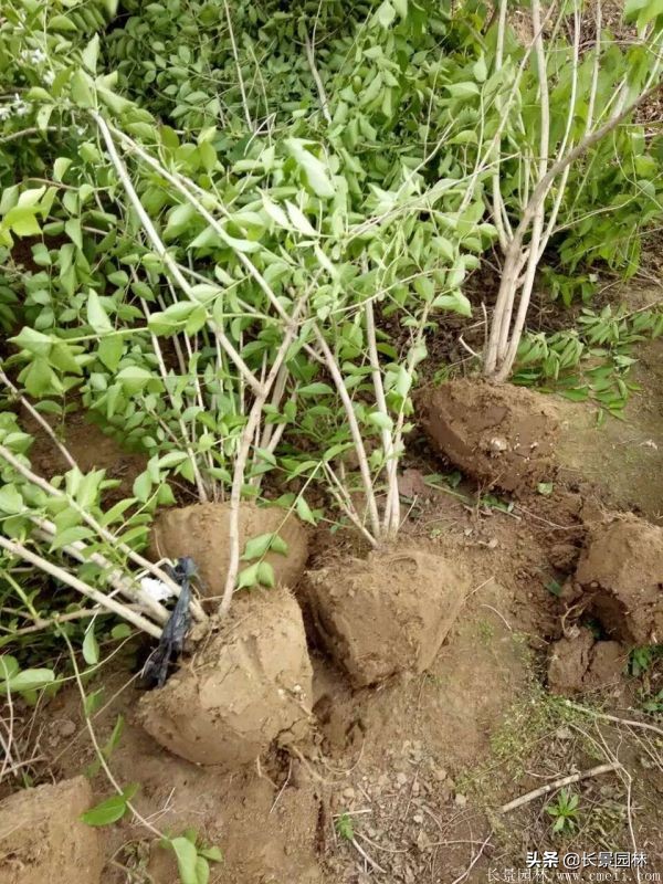 上海优质金银木价格,金银木价格一览表