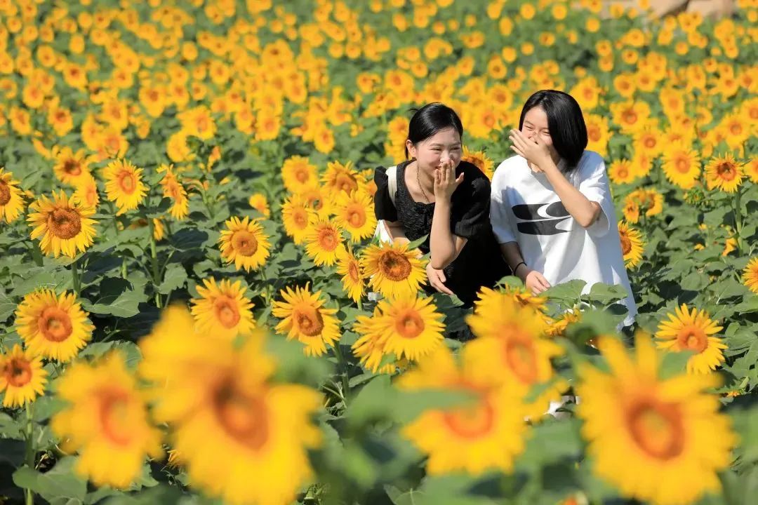 厦门花海景点最新,厦门最近的花海