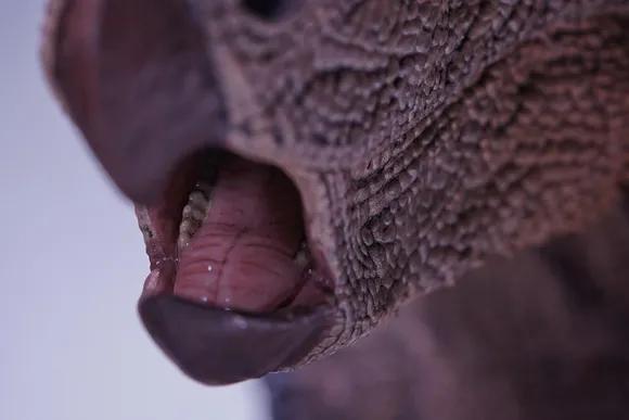 恐龙模型测评t-toy双脊龙jp版,安利亚恐龙模型镰刀龙