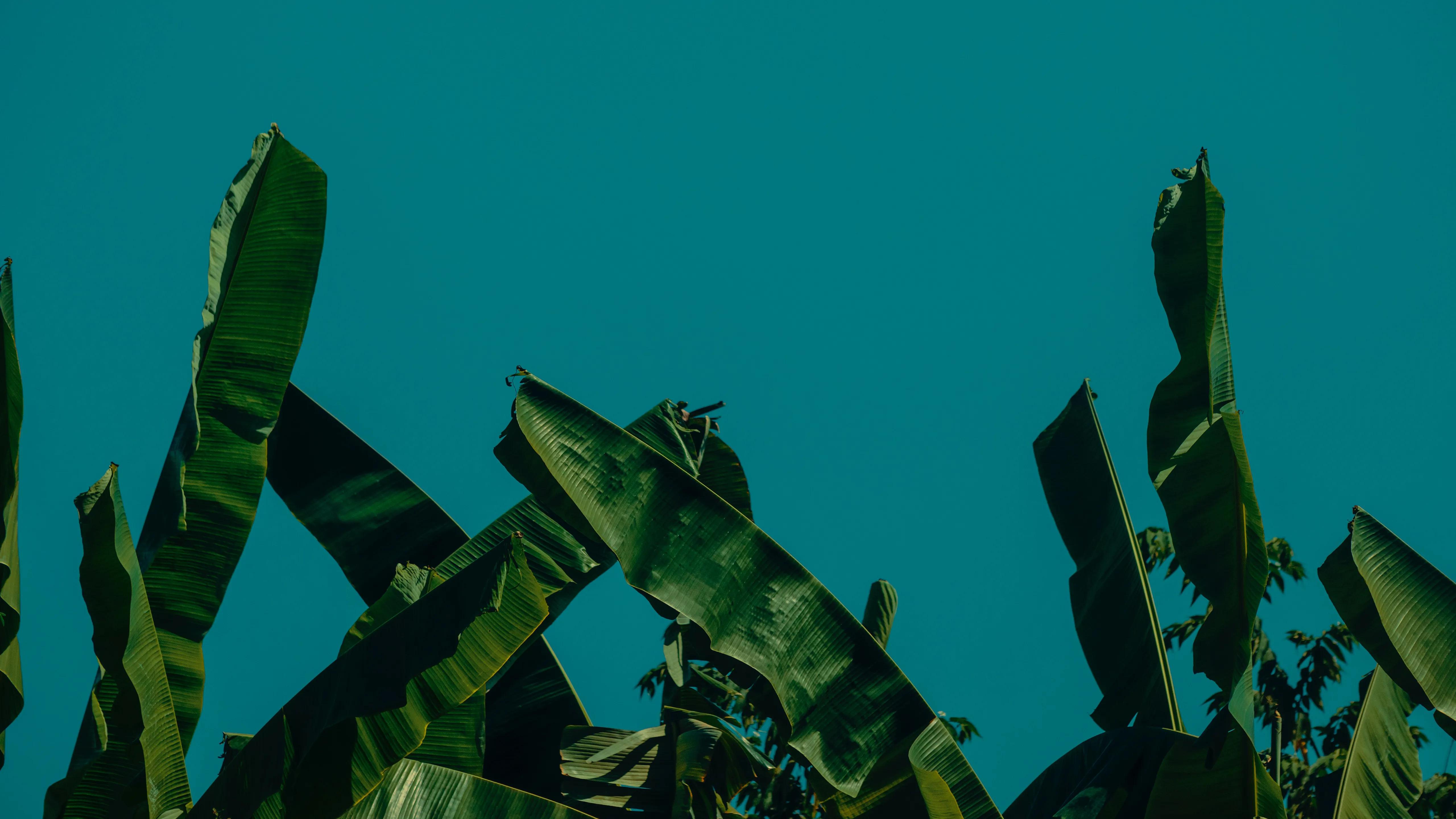 壁纸电脑壁纸超清4k,电脑壁纸换了怎么恢复原来的壁纸