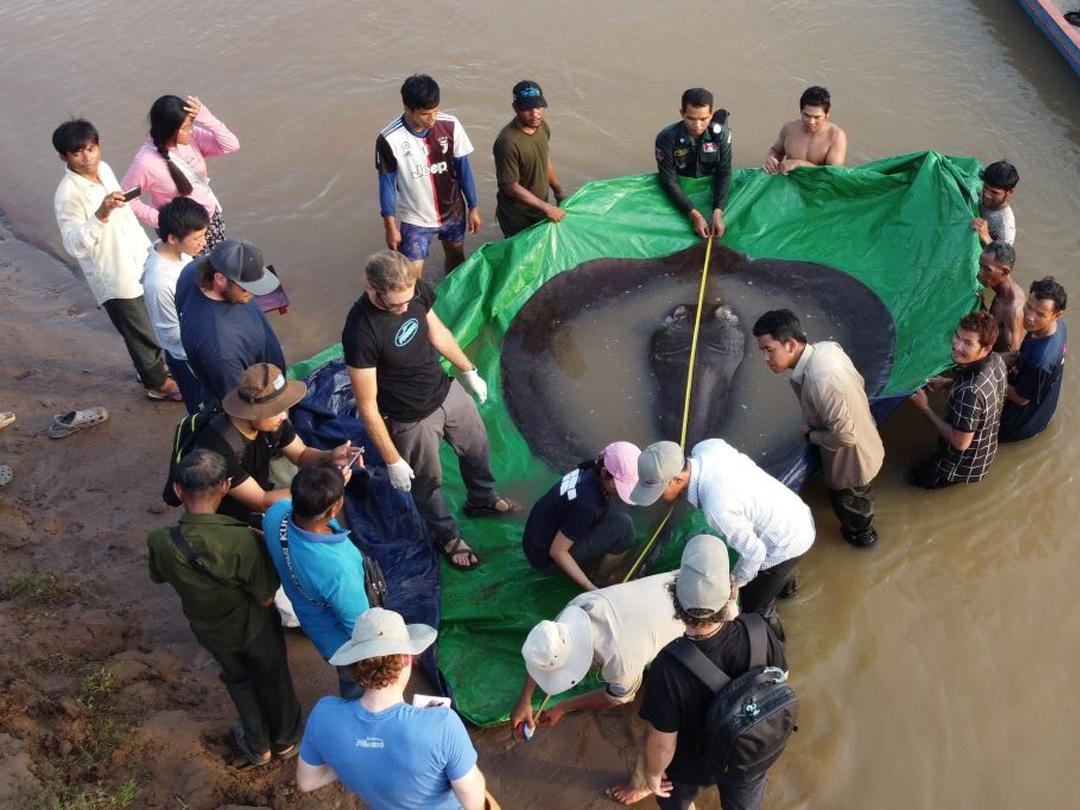 世界上有记录最大的淡水鱼,世界上目前发现最大的淡水鱼