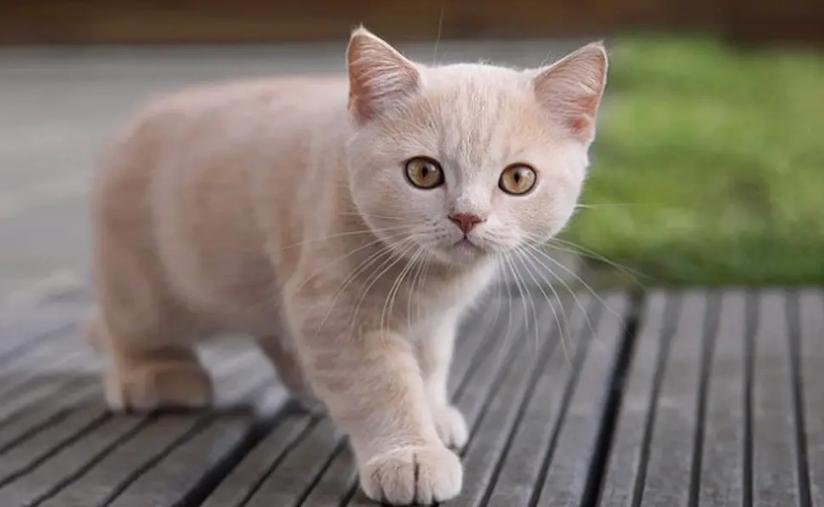 家猫是怎么养成的,晒出家猫的成长史