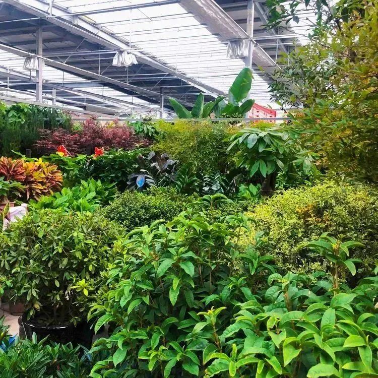 520送花|西安市内9大宝藏花市,分分钟省下上百块