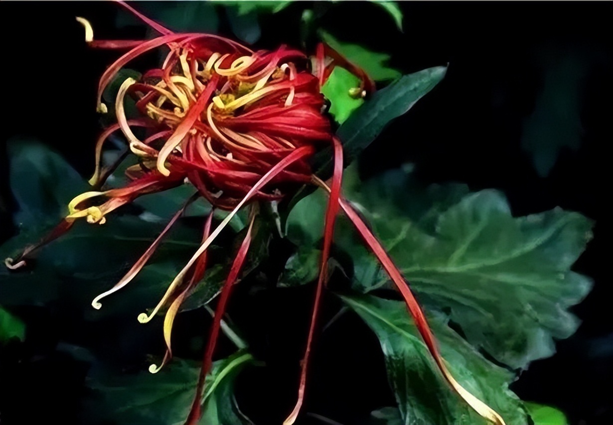 秋花诗词50首,金秋秋菊50种名菊