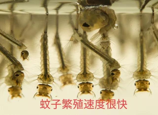 蚊子的吸血过程有多可怕,蚊子吸血时最怕什么