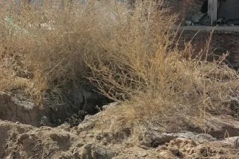 买来的媳妇（下）小小说