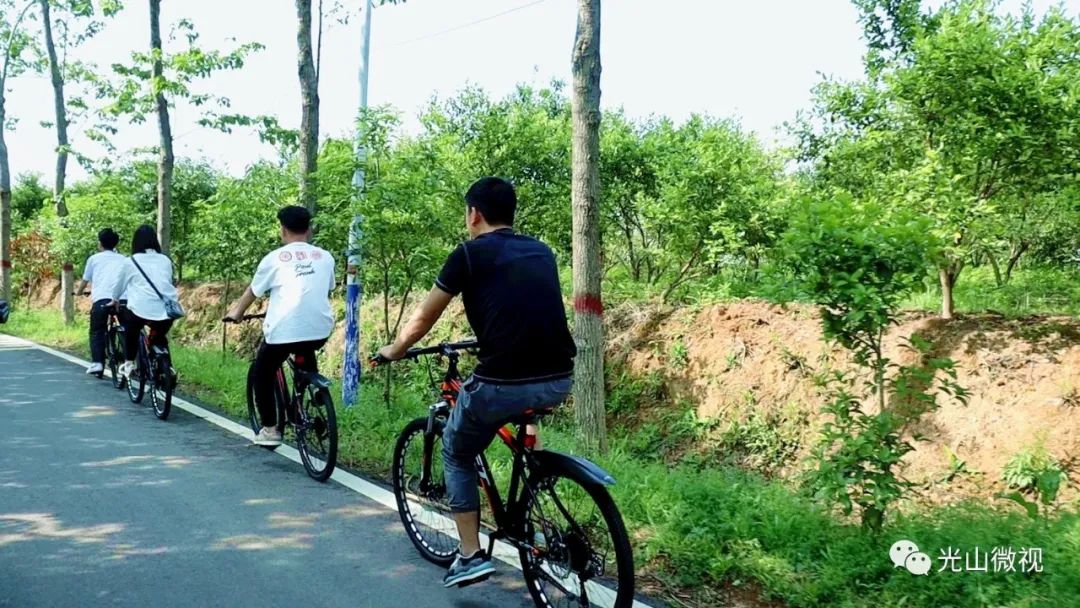 光山县司马光油茶园,河南光山司马光油茶园