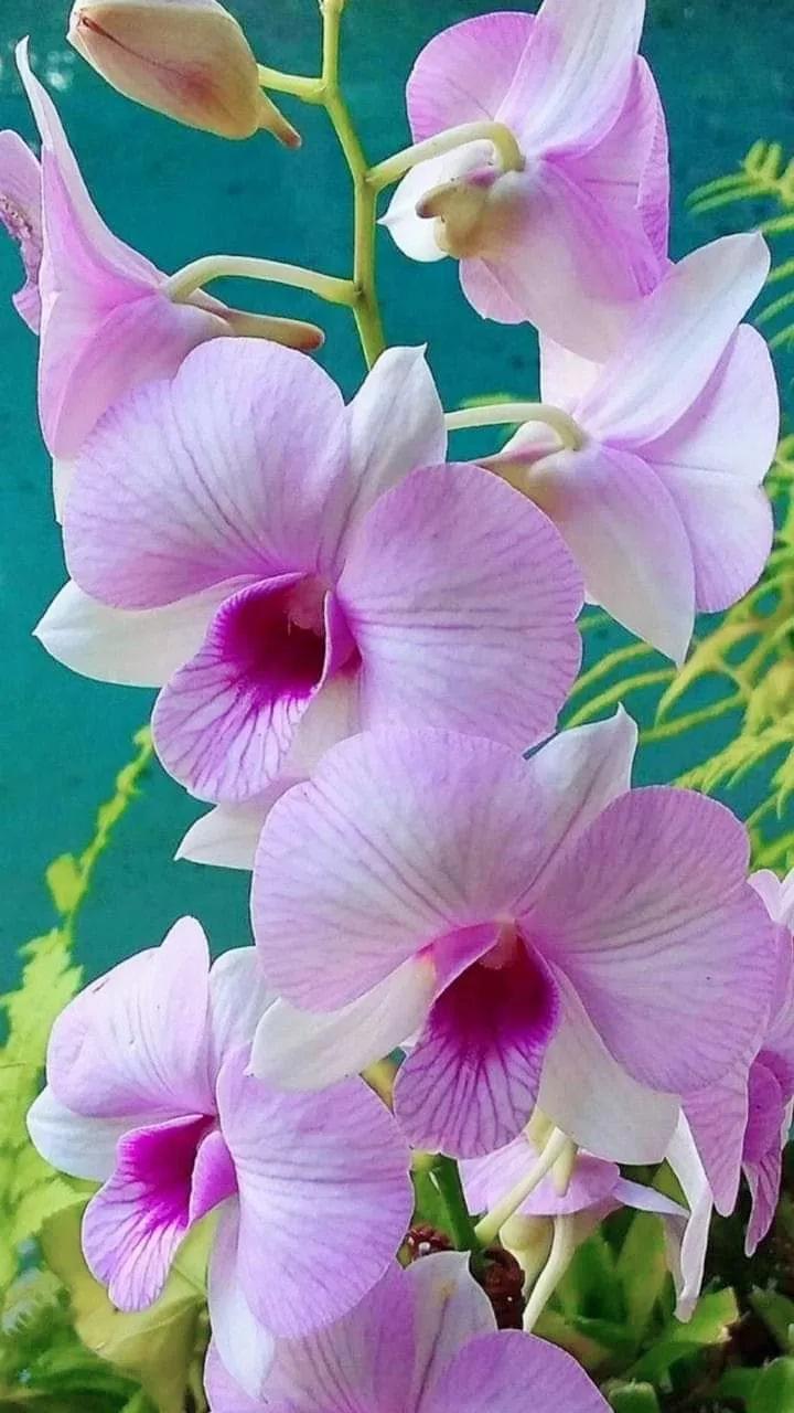 欣赏五颜六色的鲜花,五颜六色的鲜花太漂亮