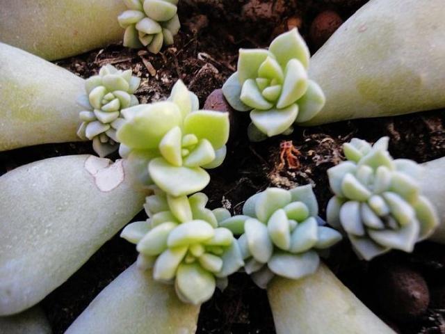 白牡丹叶插怎么养,白牡丹怎么栽培