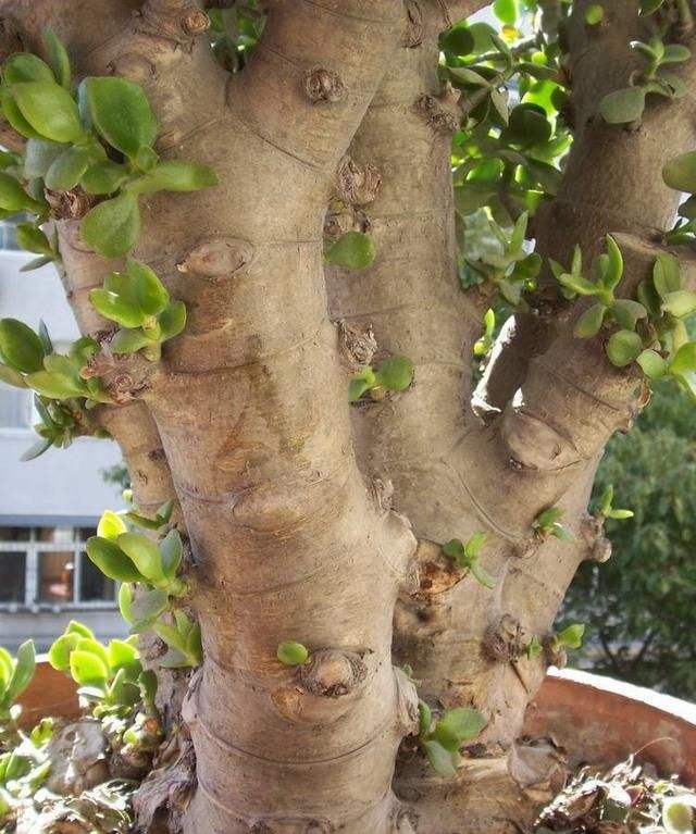 玉树修剪什么造型好看,玉树修剪造型详解