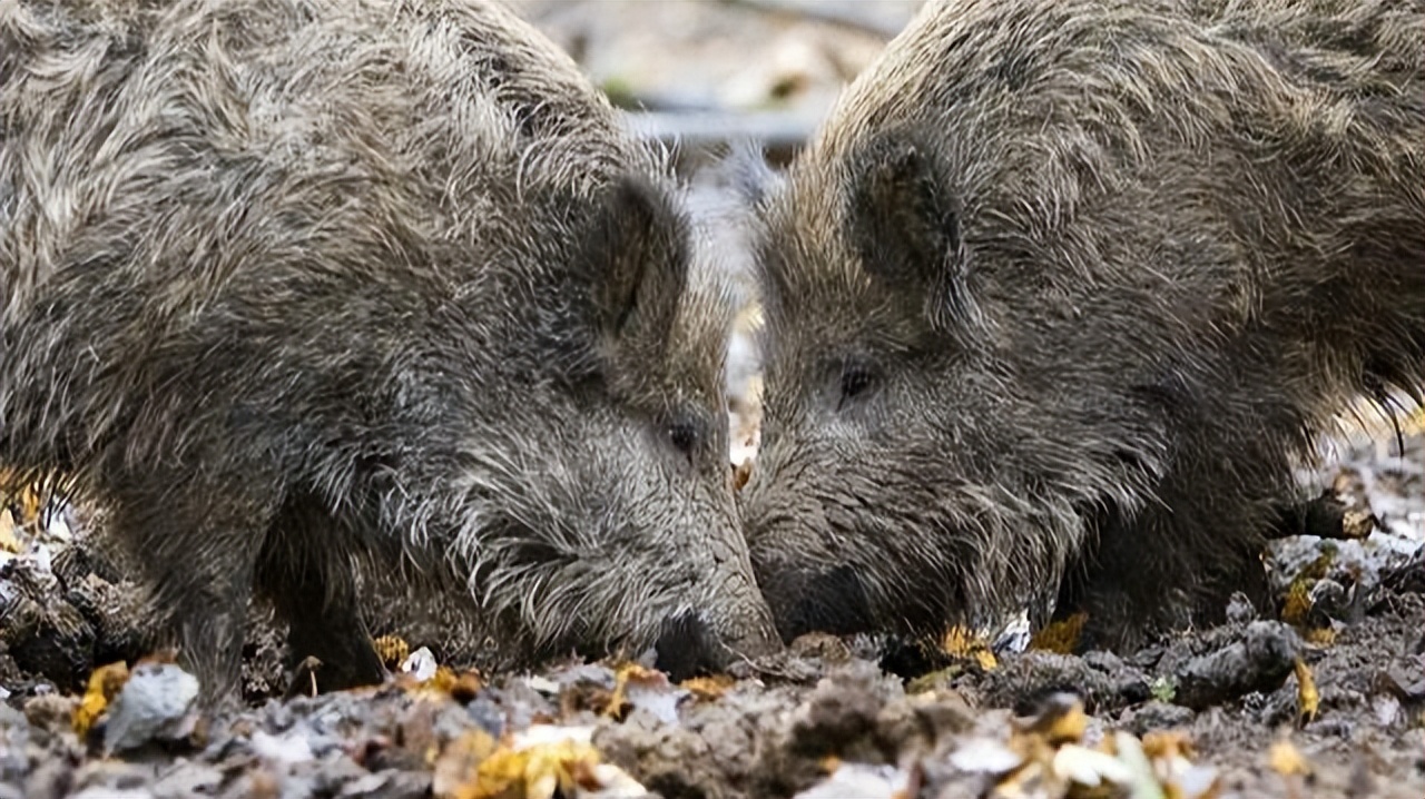 野猪是怎么泛滥的,野猪现在泛滥成灾为什么
