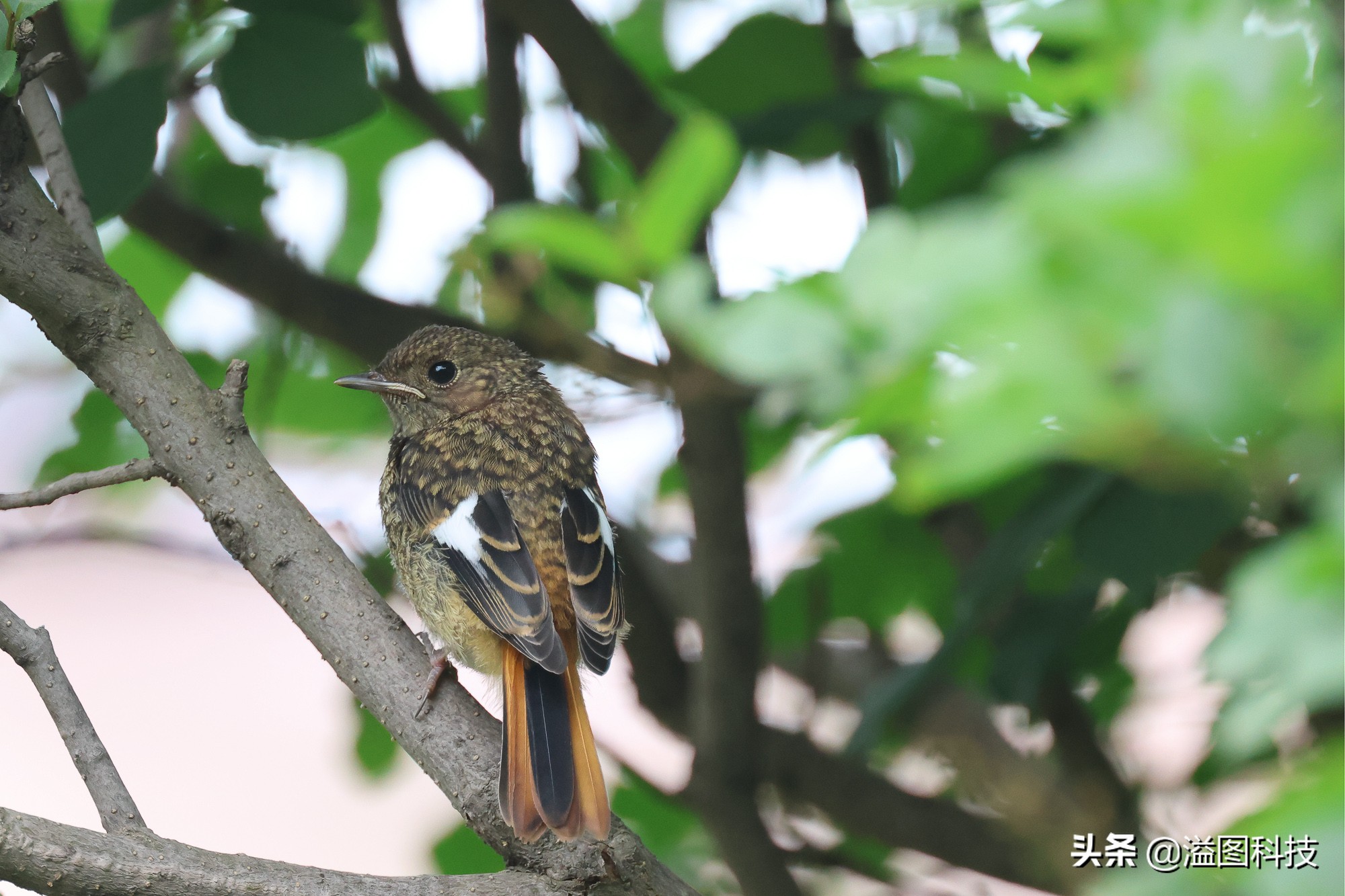 eosr7微单详细测评,佳能r7这款相机真的是值得买吗