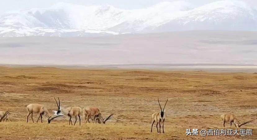 西海情歌写歌的背景,西海情歌的创作时间