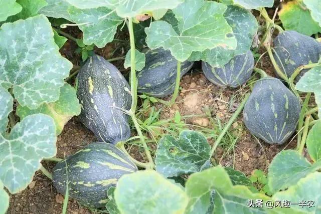 南瓜主蔓结瓜还是侧蔓结瓜,南瓜冬瓜西瓜和木瓜哪个瓜不能吃