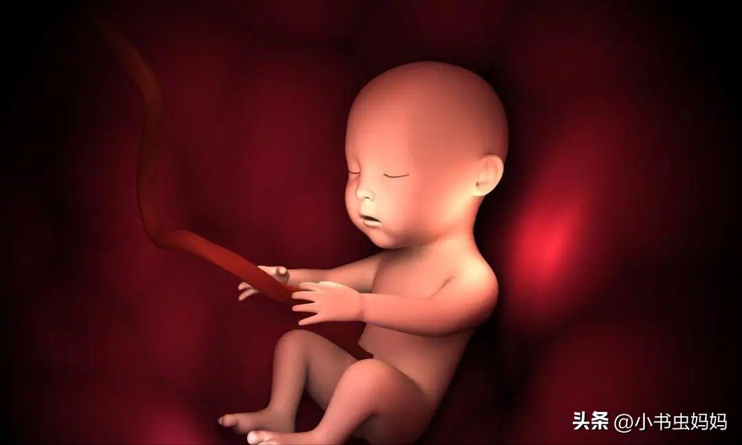 孕6个月宝宝什么样子,孕六个月的胎宝宝有多大