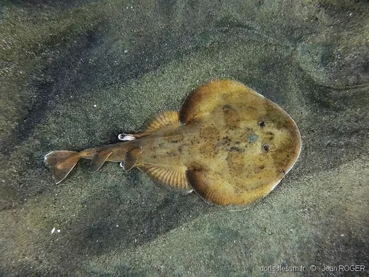 电鳐为什么能放电,电鳐鱼为什么会放电