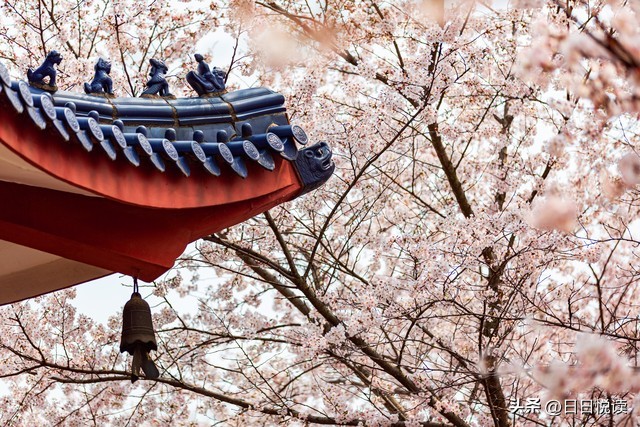 日本樱花起源于中国吗,樱花到底是起源于日本还是中国