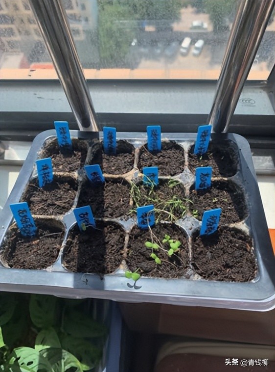 耐阴的花草怎么养,怎么养好阳台的花草