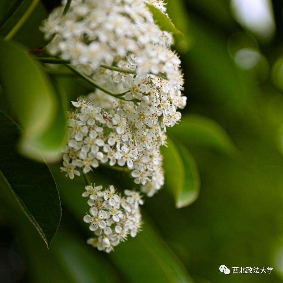 西法大到底是什么,西法大是什么意思网络用语