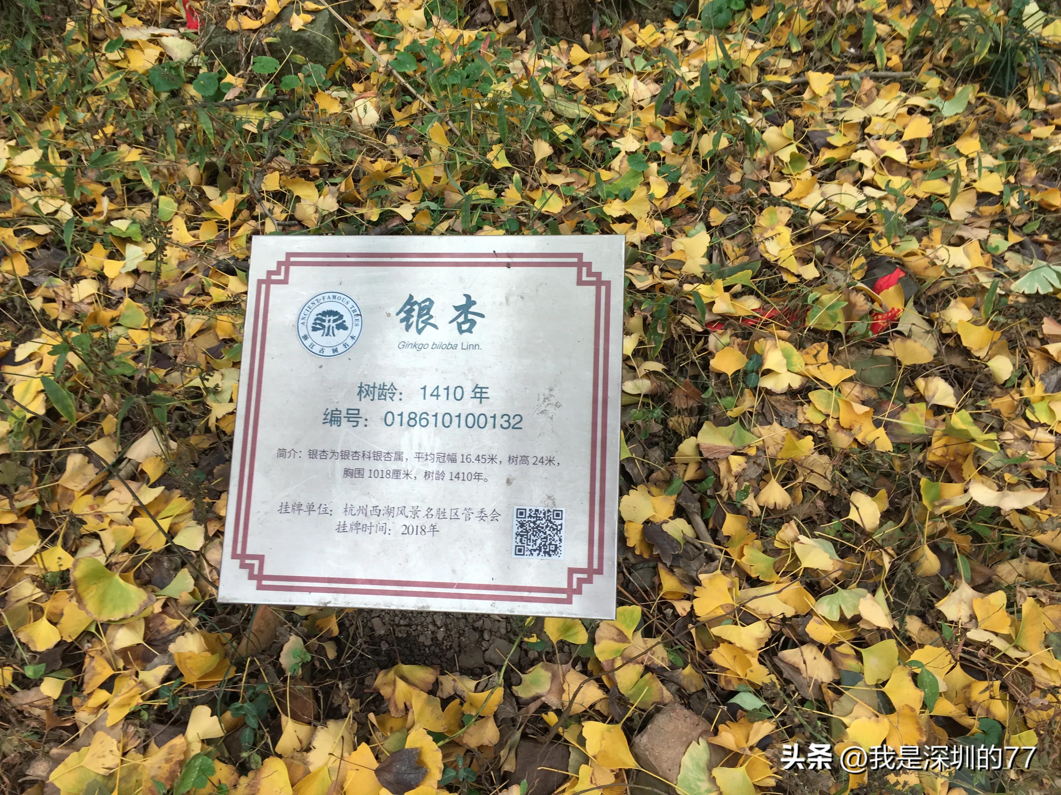 十一月，我在寻找杭州的秋天