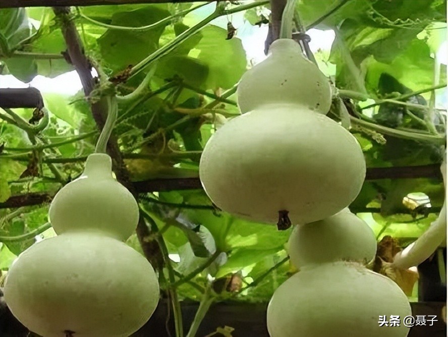 童年记忆宝葫芦,葫芦小金刚国漫童年回忆分享