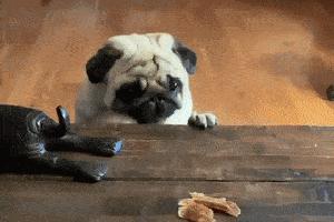 巴哥犬的4个缺点是什么,揭秘巴哥犬各种动作