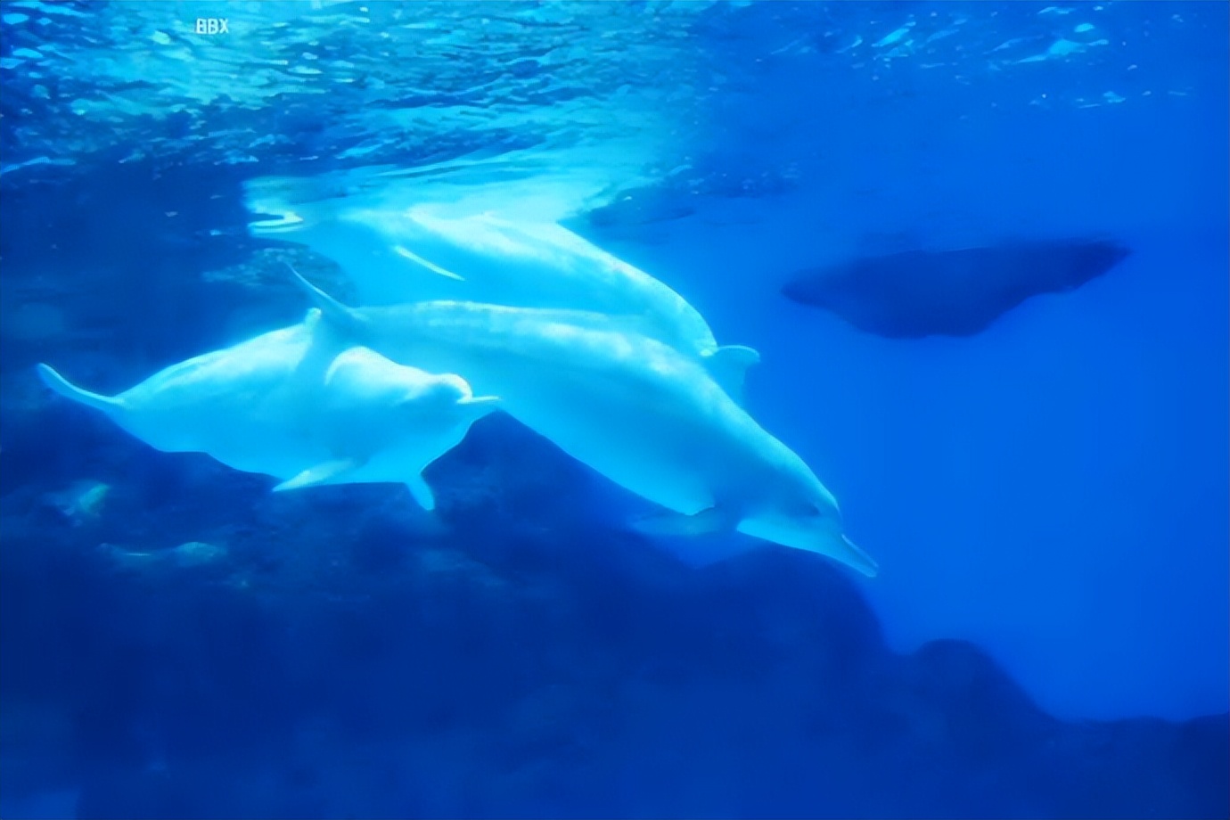 珠海长隆海洋王国水下走廊,世界级海洋乐园珠海长隆海洋王国