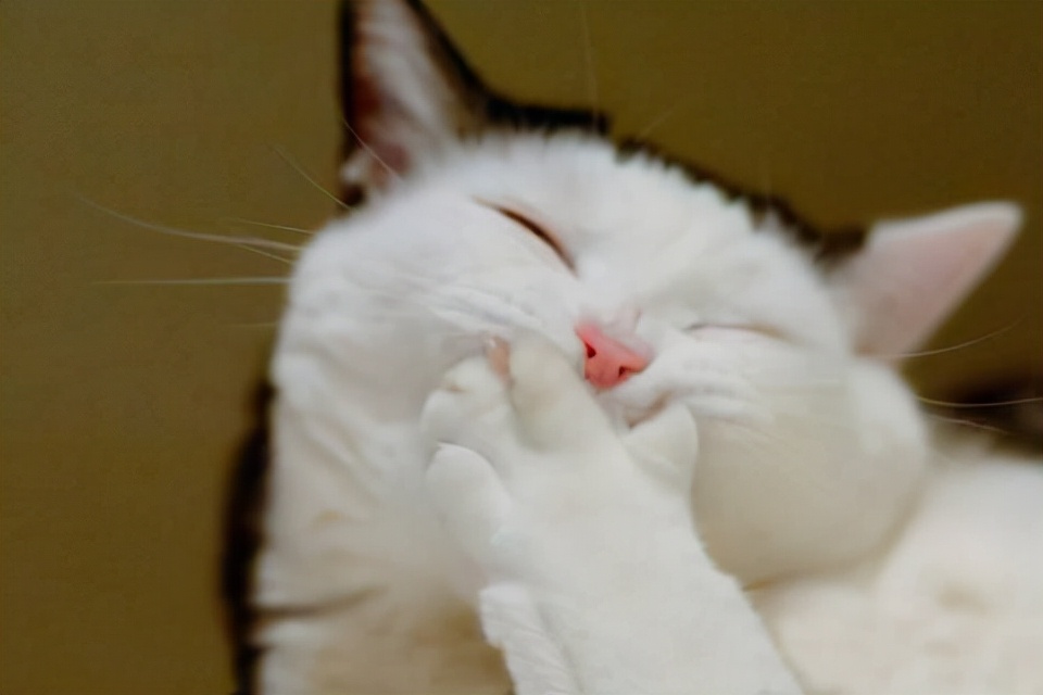 猫不吃不喝怎么办还吐黄色液体,猫抽搐然后吐黄色液体