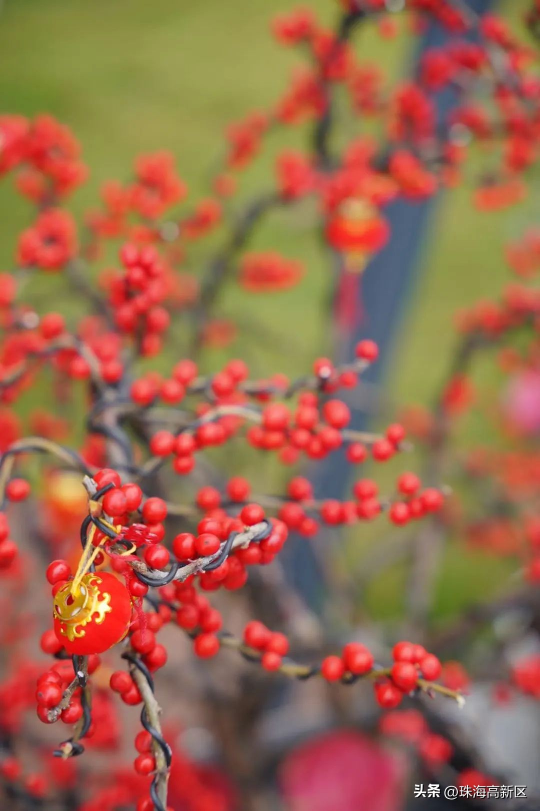 迎春花市亮灯仪式,珠海高新区迎春花市时间表