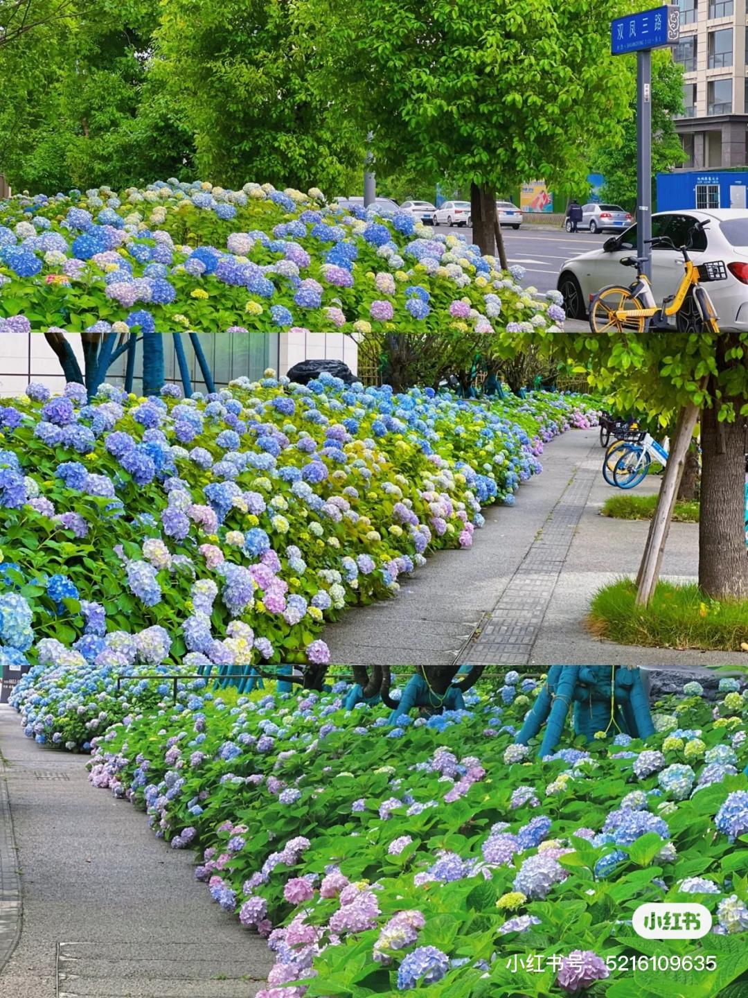 成都有哪些好玩的网红打卡地,成都网红打卡地最新旅游景点
