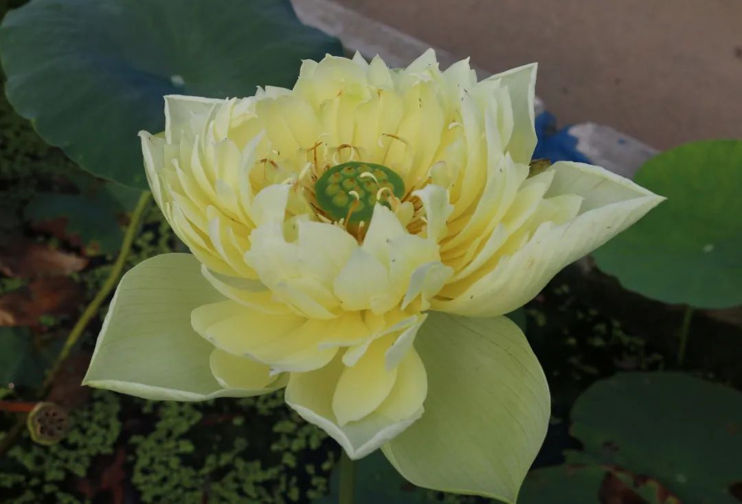 绝美的荷花品种大全图集,超好看荷花品种大型荷花