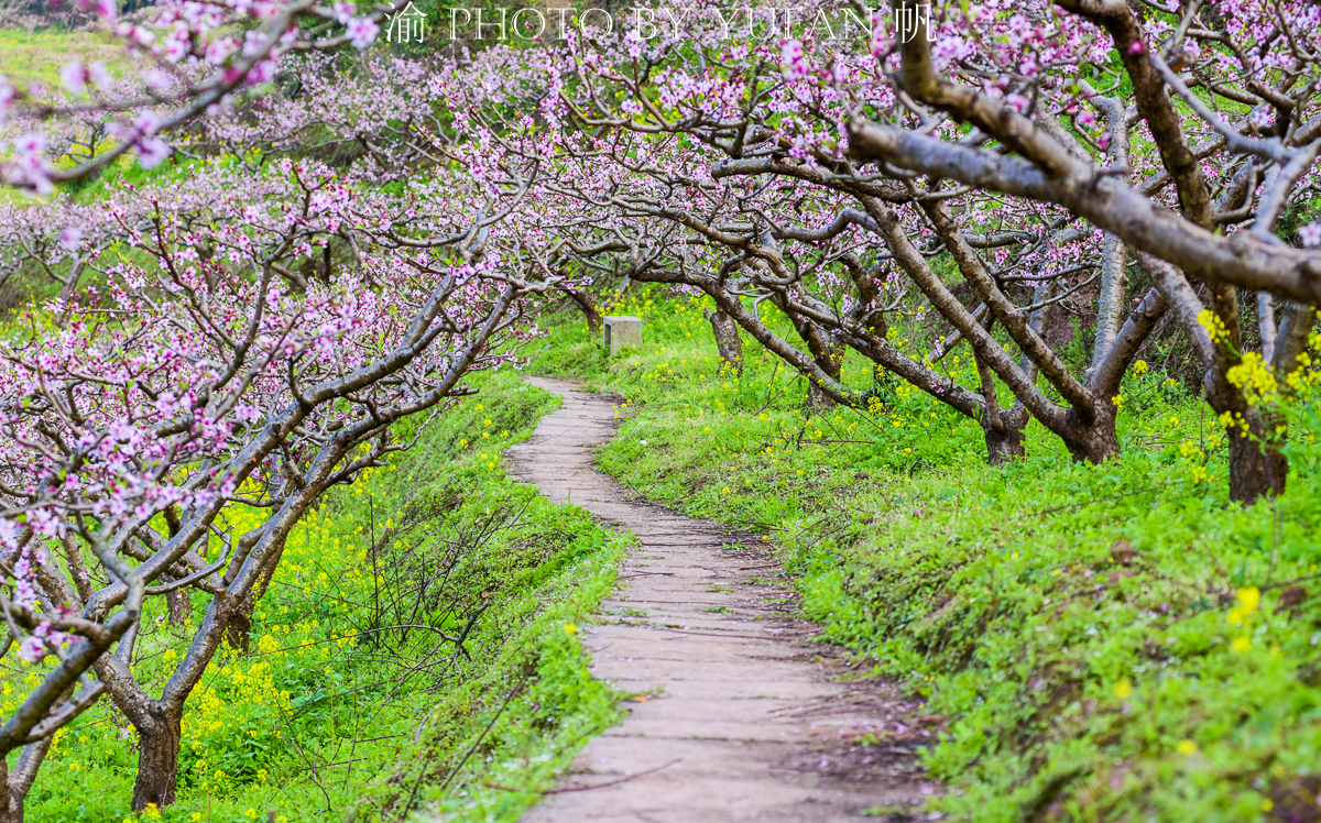 潼南油菜花旅游攻略,美好春日潼南赏花地图快来get