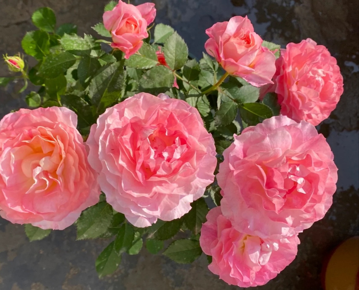 月季花有哪些品种是最好的,月季花有两万多个品种视频