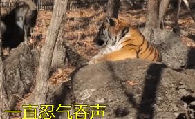 虎羊恋最后的结局,虎羊恋结局