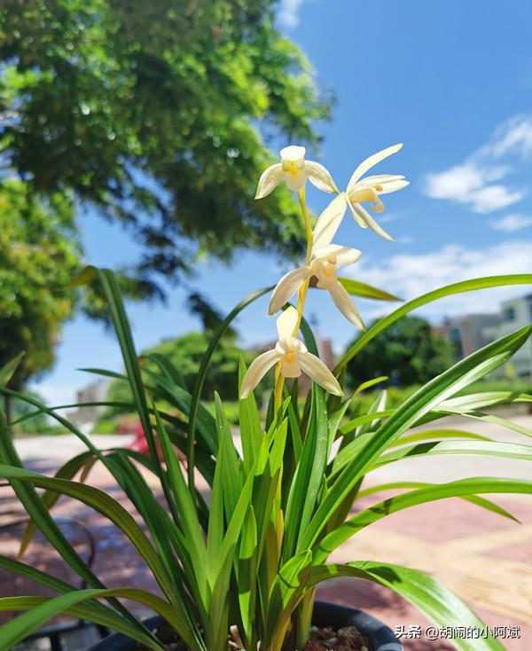 兰花哪个比较香好养又好看,兰花怎么养有香味好闻点