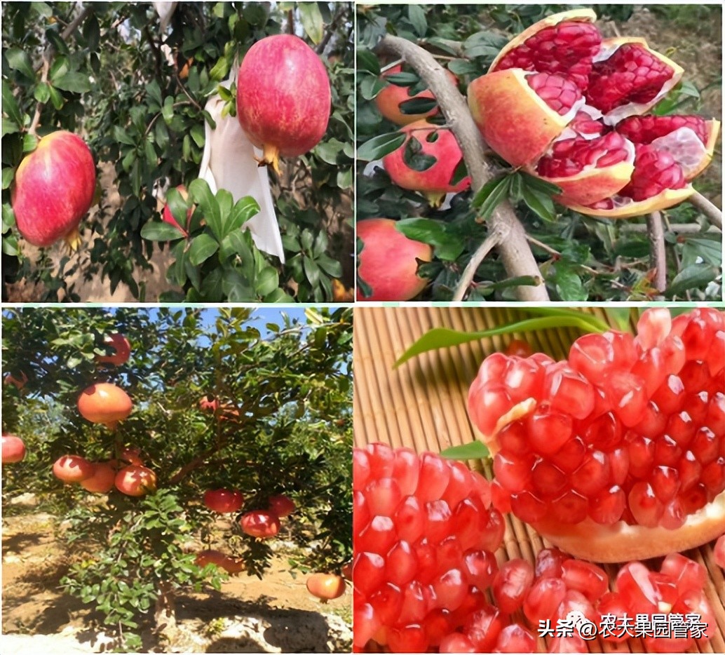 优质果树苗木品种介绍,最好的新品种苹果苗木