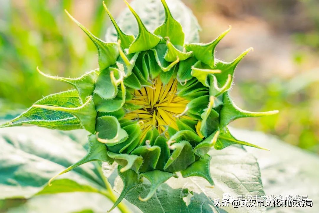 武汉市区内最大的向日葵花海开了,武汉最大的向日葵基地
