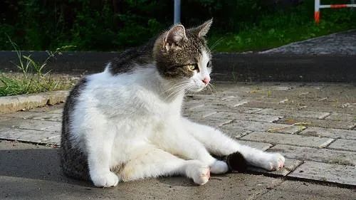 怎么断定猫咪身上有没有跳蚤,怎样判断猫咪身上有跳蚤