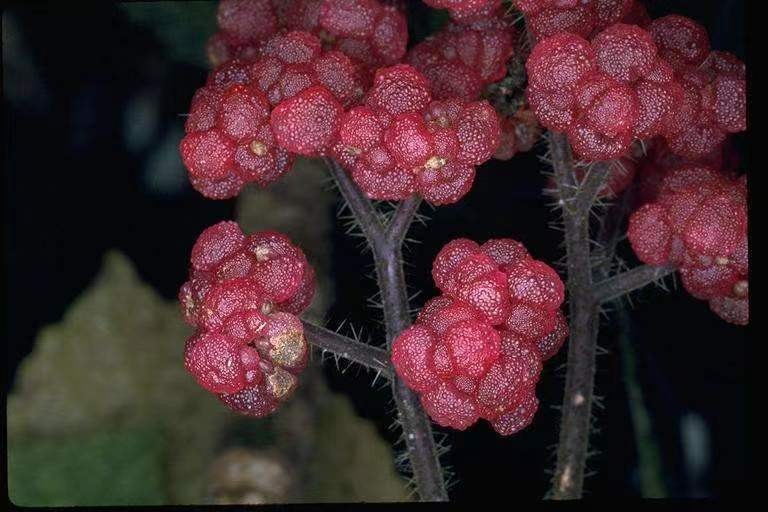 世界上最危险四棵树,地球上最危险的树木
