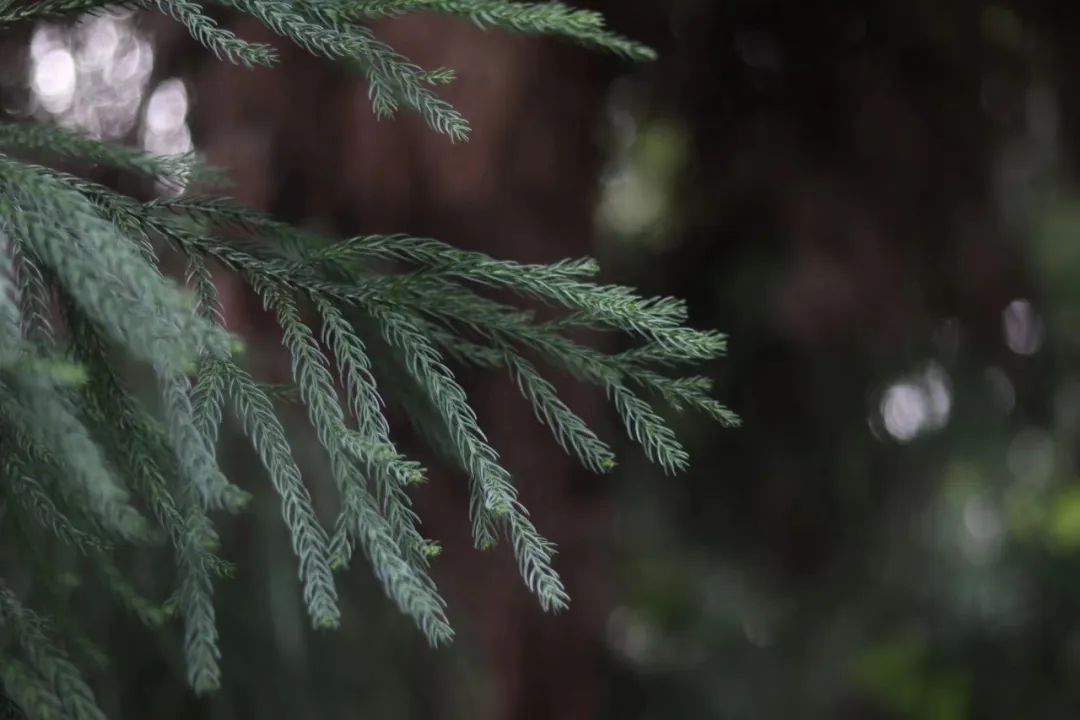 食疗补肾最快最好的食物是什么呢,最补肾的十大食物配方