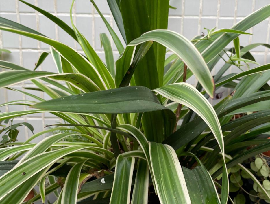 金边吊兰怎样养才能爆盆儿,怎么让金边吊兰快速长出小吊兰