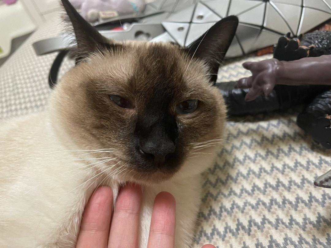 为什么越来越多人喜欢养橘猫,为什么养暹罗猫要有田园猫