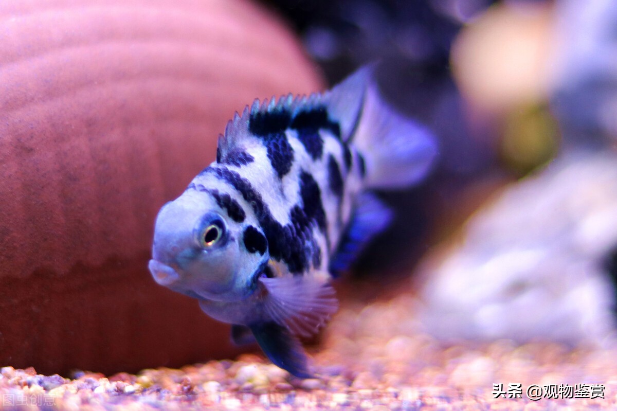 迷你鹦鹉产卵死了是怎么样的,迷你鹦鹉公鱼死了怎么办