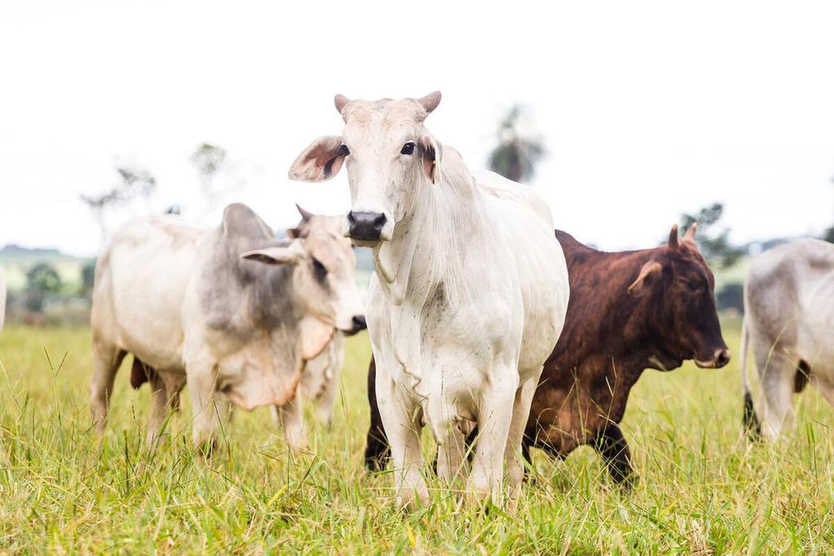 肉牛养殖技术西门塔尔牛养殖视频,生牛养殖和肉牛养殖的区别
