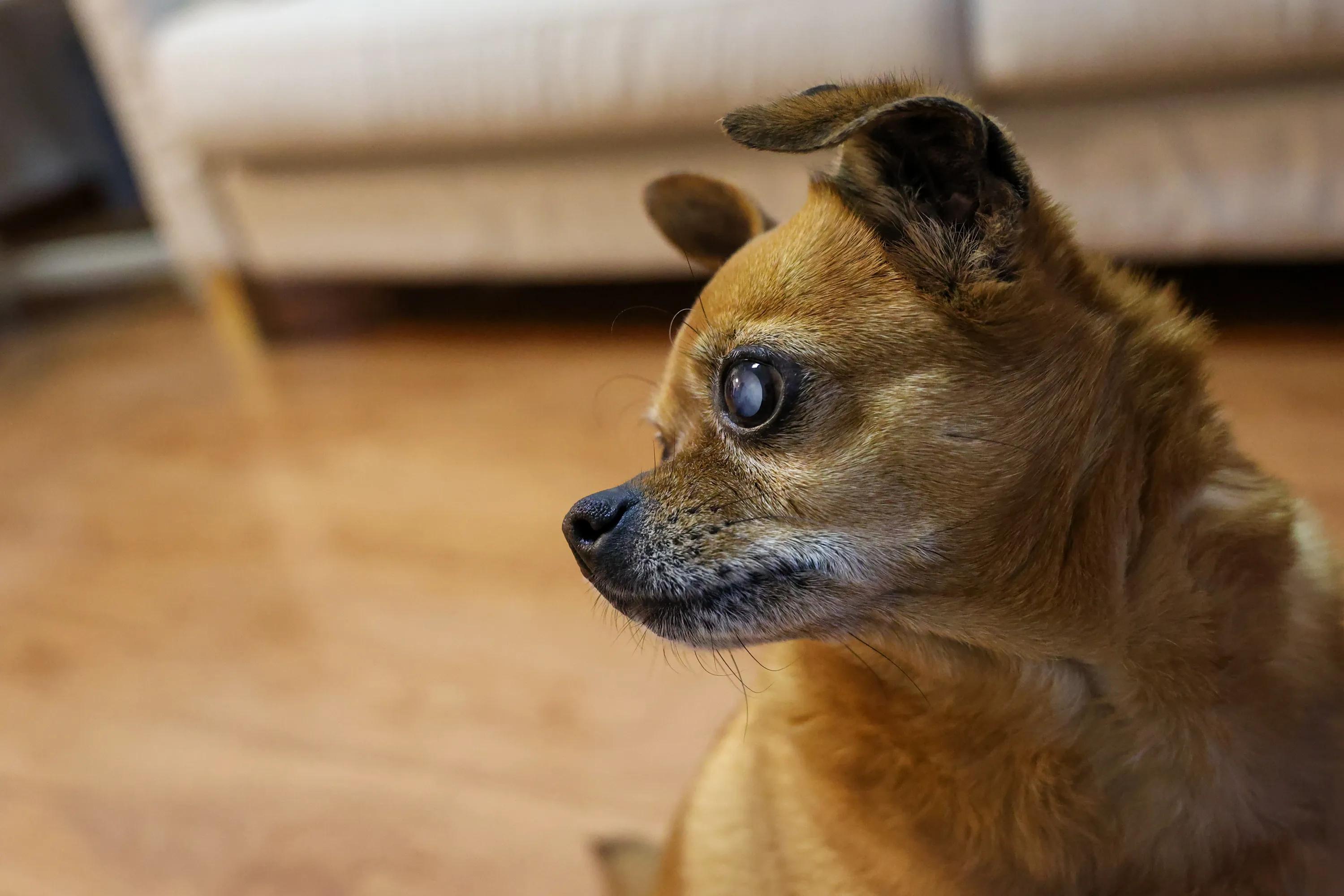 狗狗耳道清洁的正确方法,狗狗的卫生怎样打理