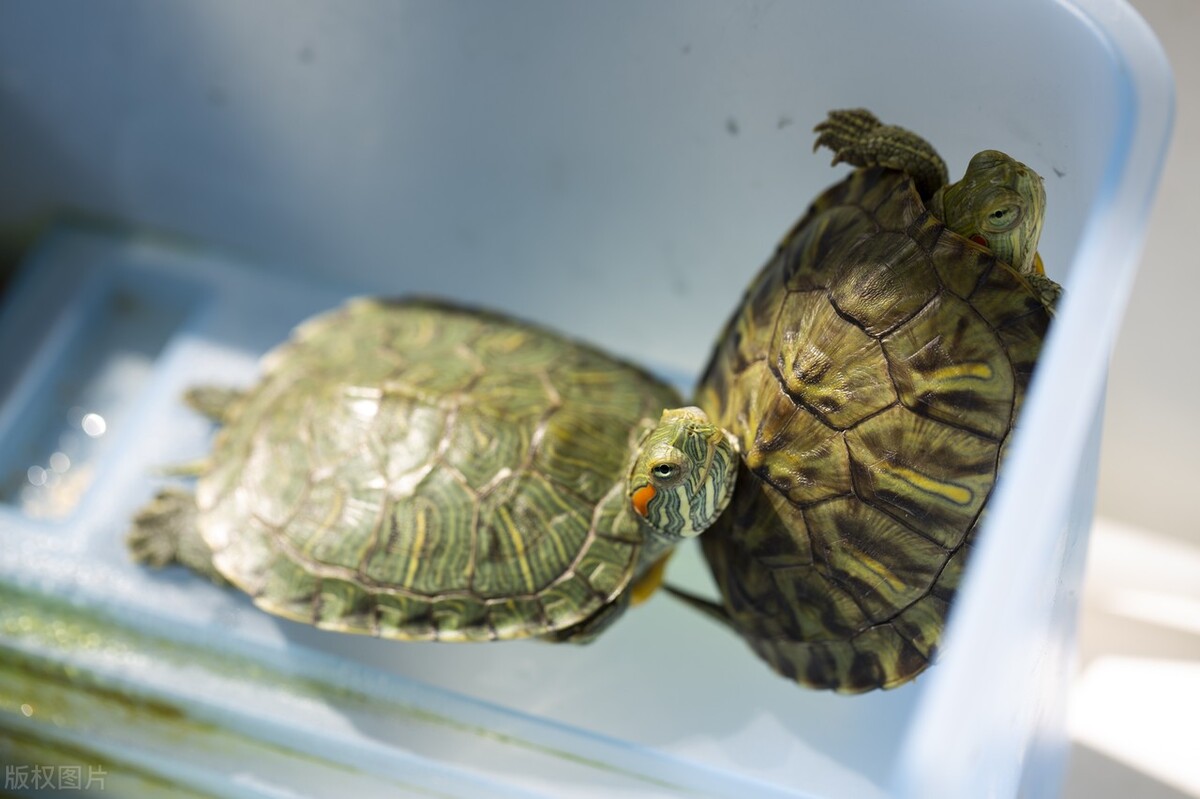 巴西龟喜欢吃什么食物啊,乌龟巴西龟最爱吃什么