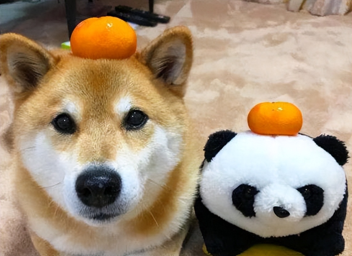 狗狗吃了夏威夷果怎么解决,狗狗吃了夏威夷果一只后腿瘸