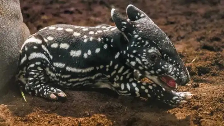 马来貘像什么,马六甲马来貘