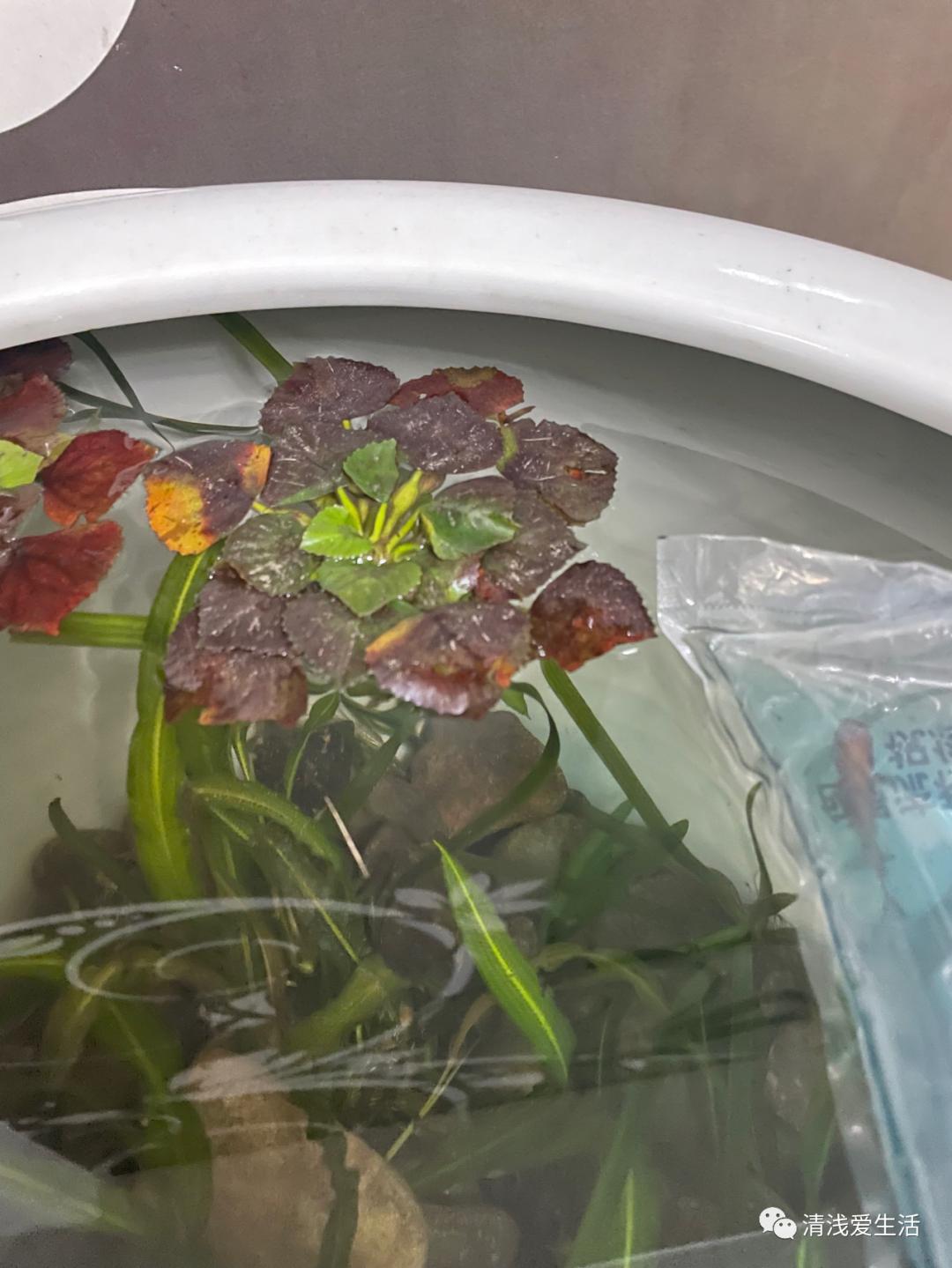 金鱼买回来如何入缸,新买的金鱼花卉怎样栽成活率高