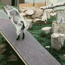 小哥也太菜了，不但没打中一个，还摔倒了，而且这不是足球